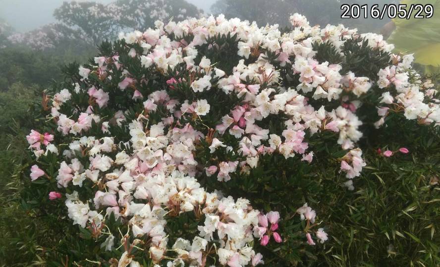 合歡山的玉山杜鵑 Rhododendron pseudochrysanthum of Hehuan Mountain